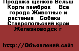 Продажа щенков Вельш Корги пемброк  - Все города Животные и растения » Собаки   . Ставропольский край,Железноводск г.